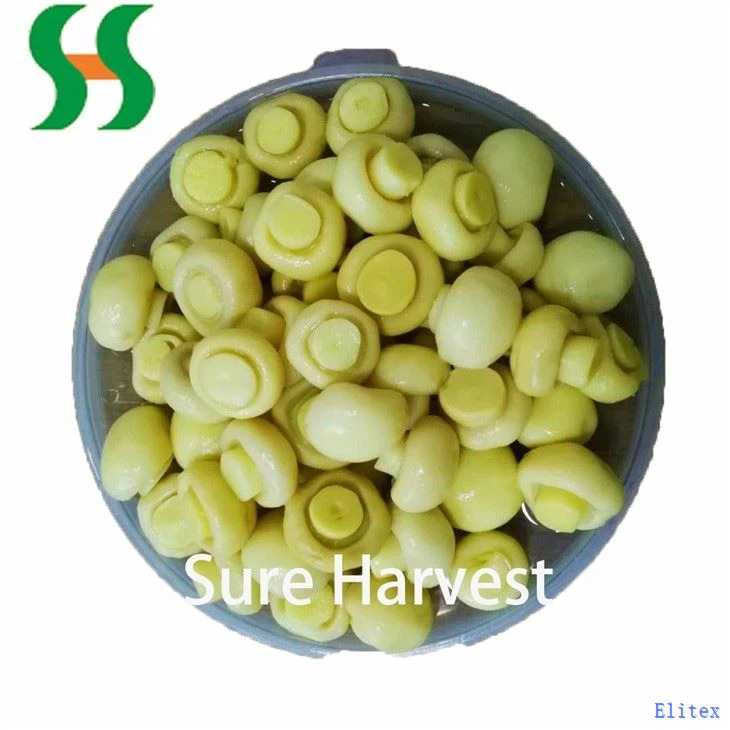 Premium Mushroom Brine In Drum In SO2