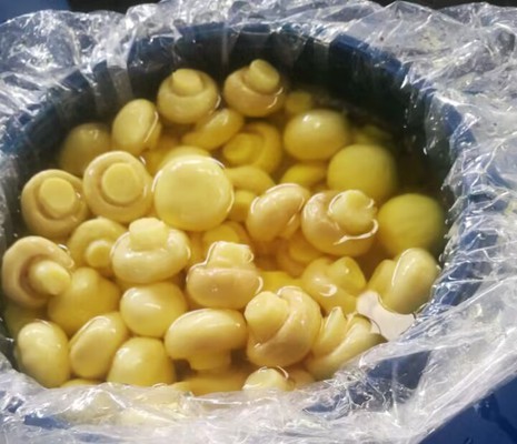 Chinese Champignon in SO2 in Barrel Chinese Champignon in SO2 in Barrel