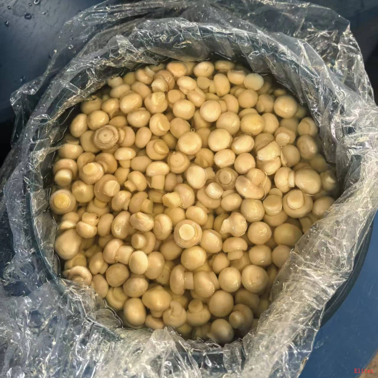 Bulk Preserved Champignon Mushrooms Cogumelos in SO2 suppliers