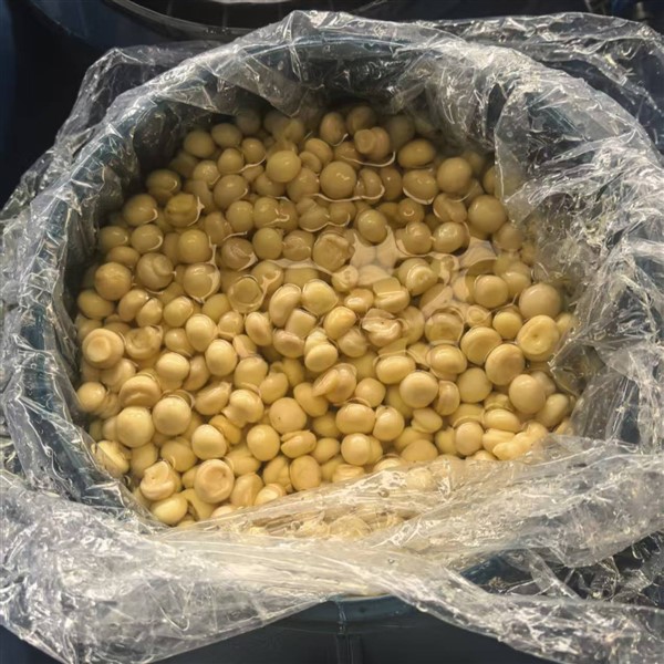 Cogumelos de cogumelos champignon em conserva a granel em SO2